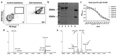 Quality-controlled characterization of a monoclonal antibody specific to an EC5-domain of human desmoglein 3 for pemphigus research